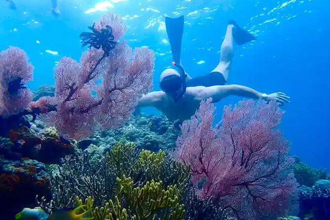 Snorkeling at Menjangan Island coral wall
