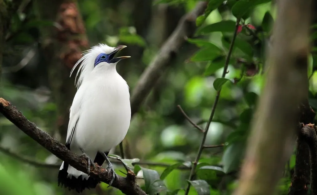 Bali Starling in West Bali National Park